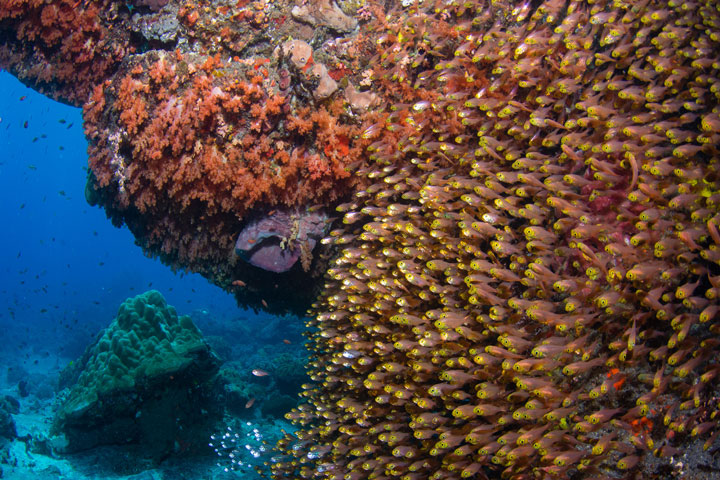 Bali pristine coral
