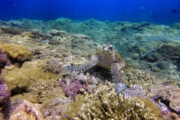 menjangan island diving - sea turtle