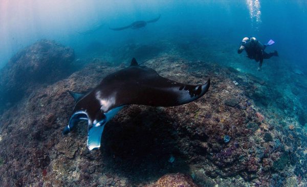Nusa Penida Manta Point