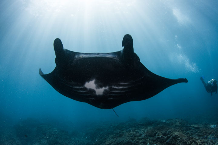 Alex Lindbloom Manta Ray Dive Bali