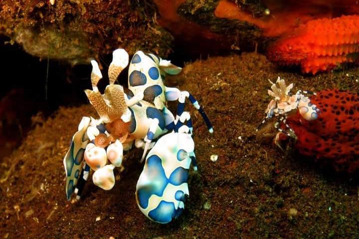 Harlequin Shrimp Tulamben